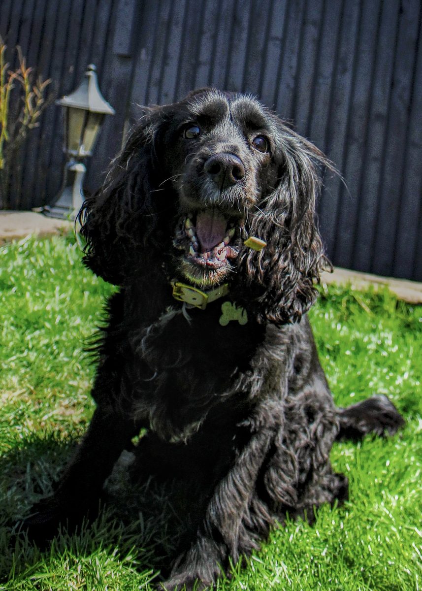Black spaniel catching treat