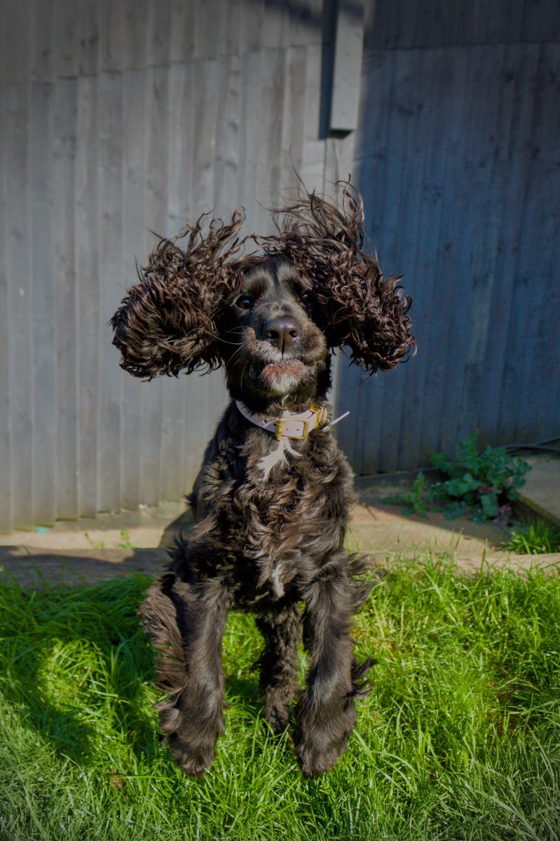 Cocker spaniel with windswept ears