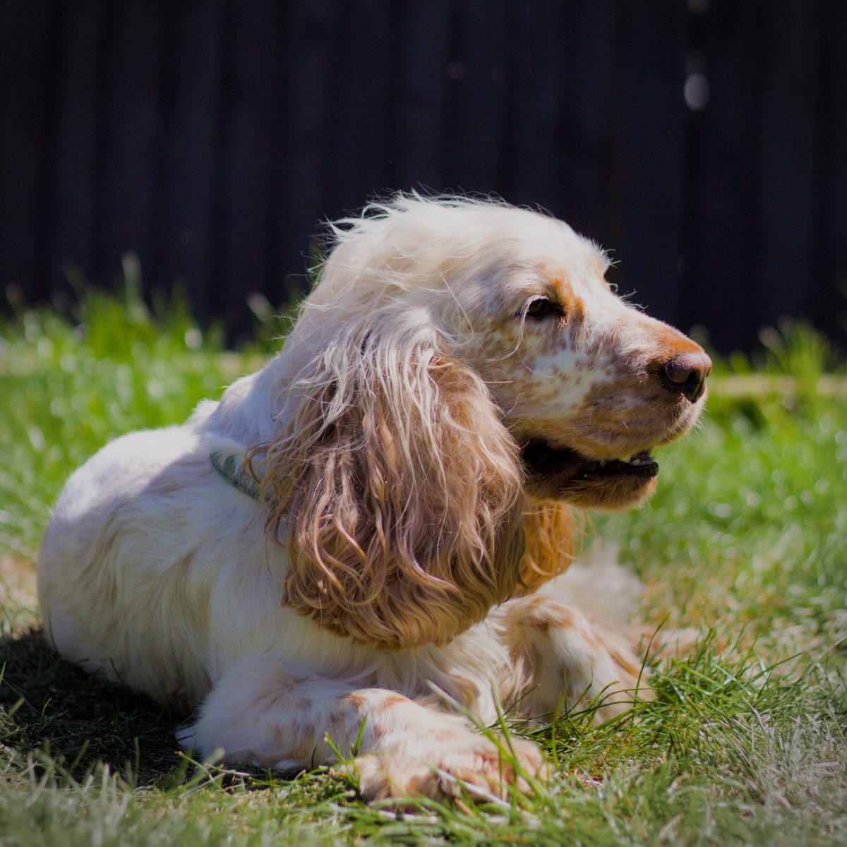 Spaniel relaxing in garden