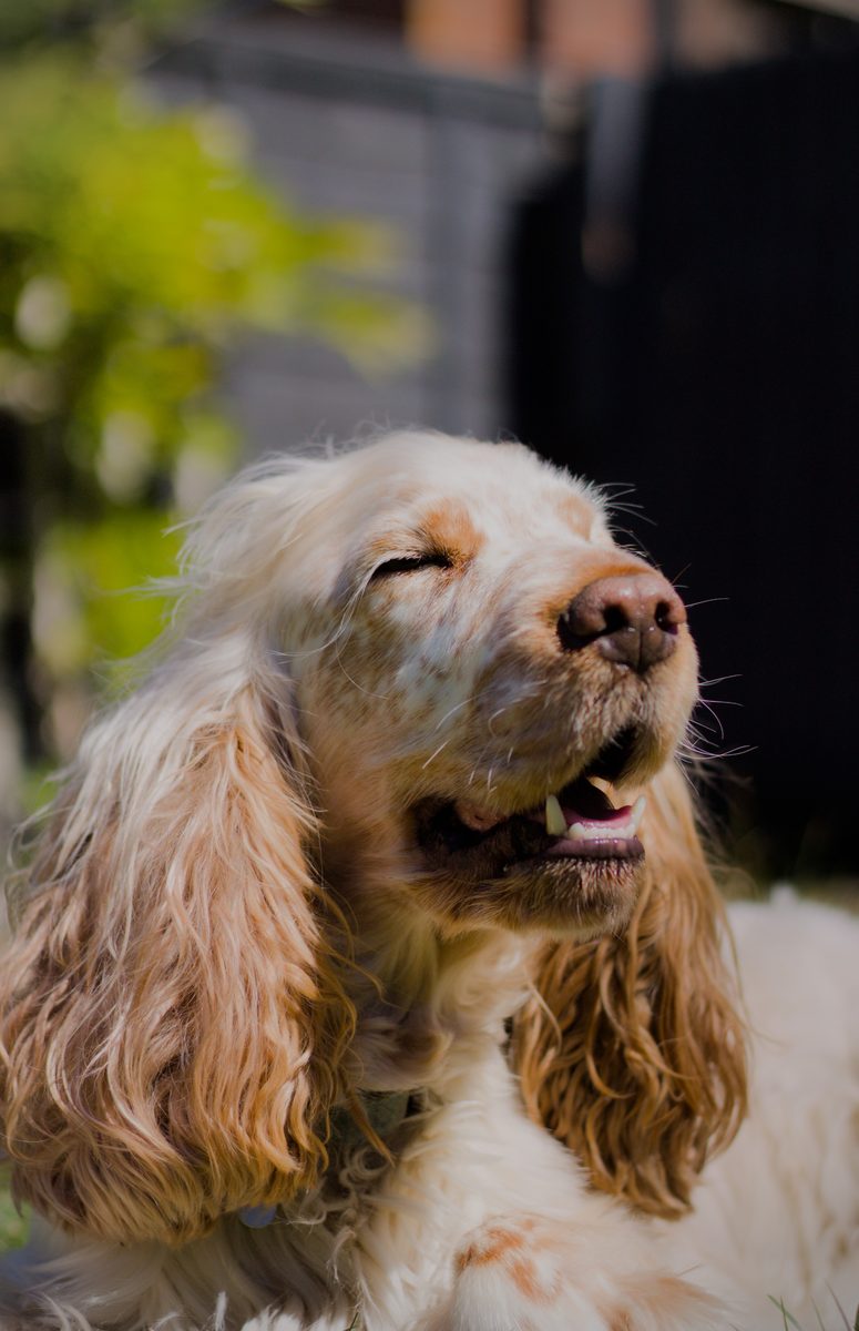 Cocker spaniel with windswept ears