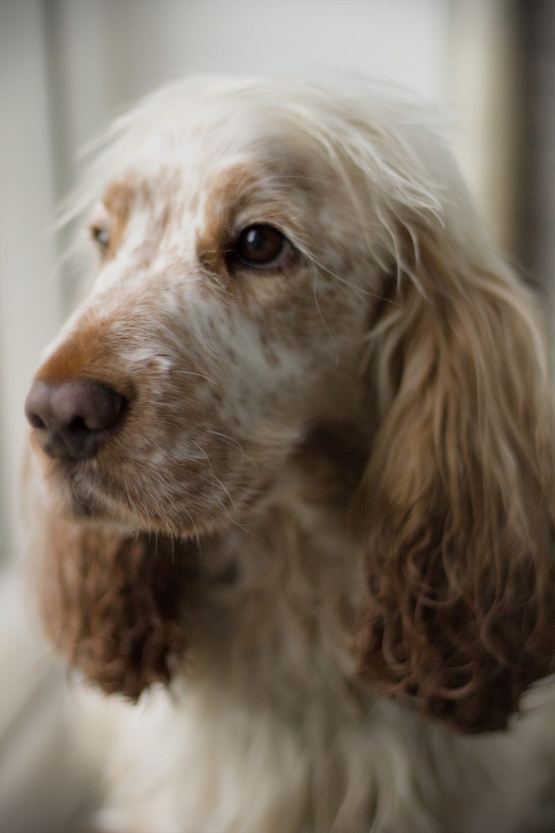 Spaniel portrait close-up
