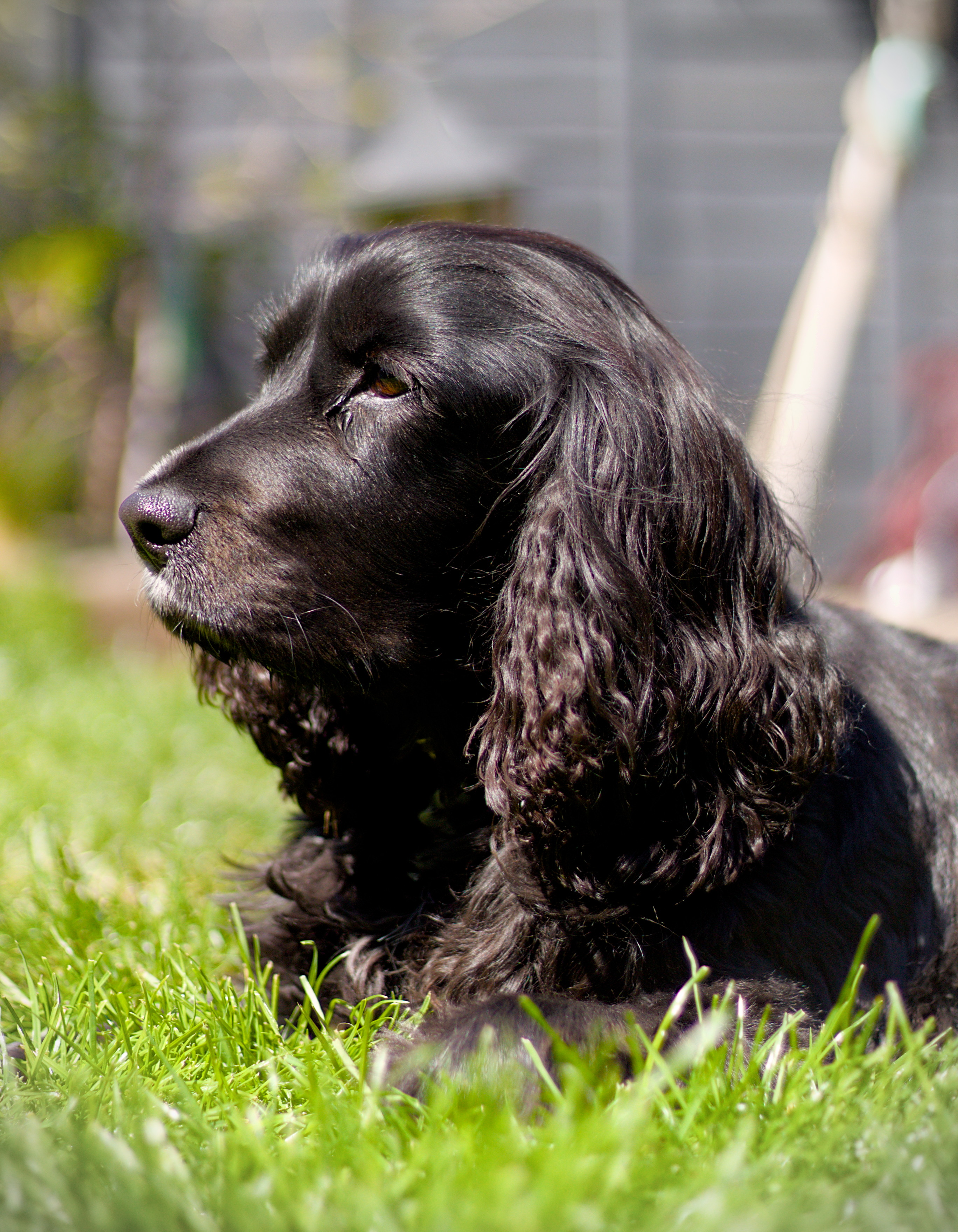 Spaniel profile in sunlight